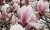 magnolie-12.jpg