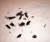 P1013663 Kopie.jpg