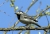 Bachstelze_NZ92338-2.jpg
