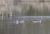 Graugänse mit Gösseln_NZ92384.jpg