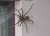 _NZ93217.jpg