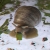 Weinbergschnecke Anaglyphr.JPG