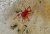 rote Samtmilbe-02.JPG