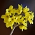 Forsythienzweig 3_Umschnitt quadratisch.jpg