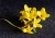 Forsythienzweig 1.jpg