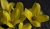 Forsythienzweig 1 100% Ausschnitt.jpg