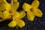 Forsythienzweig 2.jpg