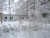 winter-2008.JPG