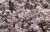magnolien-2024-002.jpg