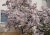magnolien-2024-003.jpg