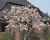 magnolien-2024-004.jpg