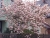 magnolien-2024-005.jpg