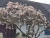 magnolien-2024-006.jpg