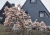 magnolien-2024-007.jpg
