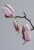 3 Blüten 30_8 sauber.jpg