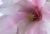 Magnolienblüte.jpg