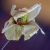 Magnolienknospe klein.jpg