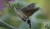 Taubenschwänzchen 1 KH9_3615.jpg
