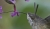 Taubenschwänzchen 1 ZoomKH9_3615.jpg
