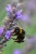 SBS DSC_0419 Kopie 2.JPG