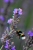 SBS DSC_0579 Kopie 2.JPG
